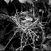 Original caption: Nest and young of catbird, Salt Basin, Linc. June 22, 1919. Lincoln, Lancaster County.