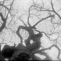 Elm, Branson Grove. View upward from base. Mar. 12, 1916. Lancaster County. Frank H. Shoemaker (321301-A0587)