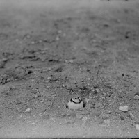 Original caption: Belted Piping Plover on nest, Salt Basin. 1922(?) Lancaster County.