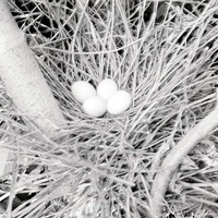 Nest of Eggs of Green Heron 2 1/2 miles NE of Havelock. Lancaster County.