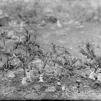 Original caption: Dondia with salt crystalized about bases. Salt Basin, Lincoln. Lancaster County.