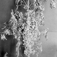 Original caption: Dodder or ragweed. Salt Basin. Sept. 8, 1917