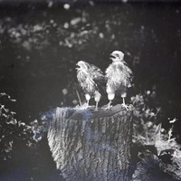 Original caption: Two young Cooper Hawks, Roca, NE. July 4, 1913