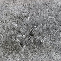 2 1/2 m NE [miles north east] of Havelock Astragalus crassicarpus Geoprumnon. May 9, 1920