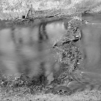 Characteristic minor drift obstruction of muskrat™s hole, Salt Creek, Branson Woods. June 13, 1921. Lancaster County. Frank H. Shoemaker (321301-A1331)
