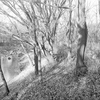 Salt Creek: Branson Woods, November woodland, bank of Salt Creek. Nov. 13, 1920. Lancaster County. Frank H. Shoemaker (321301-A1212)