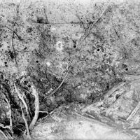 Original caption: Tunnel of Cicindela larvae. Aug. 8, 1915