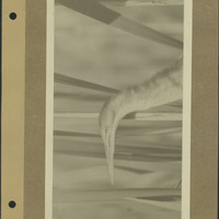 Frank Shoemaker - Omaha, Lincoln, and Nebraska Narratives