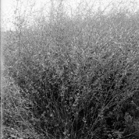 Original caption: Sweet Clover-Salt Basin. Aug. 1919