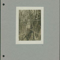 Frank Shoemaker - Omaha, Lincoln, and Nebraska Narratives