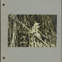 Frank Shoemaker - Omaha, Lincoln, and Nebraska Narratives