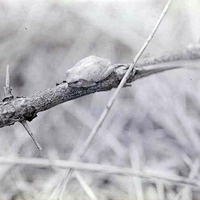 Treetoad-northeast of Havelock. May 9, 1920