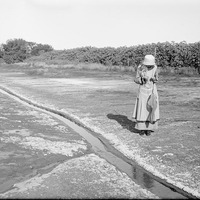 Original caption: Habitat of  of Cicindela togata var. apicalis. Lincoln, NE. Aug. 1, 1915