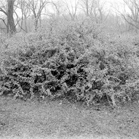 Branson Grove. 1916. Branson Woods, Lancaster County. Frank H. Shoemaker (321301-A0804)