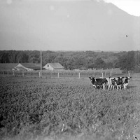 Calves, Branson Woods