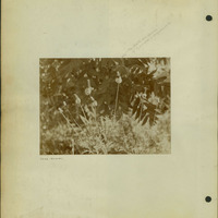 Frank Shoemaker, Narratives, Thomas County, July 3-11, July 27-30, 1911