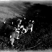 Puppies, Branson Farm, Lincoln. Lancaster County. Frank H. Shoemaker (321301-A1549)
