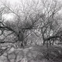 Original caption: Woodland along Salt Creek, SW of Pen. Southwest of penitentiary. Nov. 9, 1913