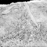 Original caption: Small flowering morning-glory- Salt Basin. Aug. 25, 1916