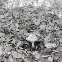 Coprinus comatus. Near Havelock. Nov. 8, 1914