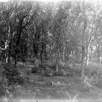 Characteristic late summer woodland of Lincoln region-Branson Woods. 1922. Lancaster County. Frank H. Shoemaker (321301-A1575)