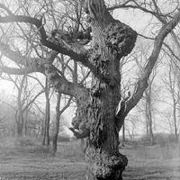 Elm, Branson Grove. Home of screech owl. Mar. 12, 1916. Lancaster County. Frank H. Shoemaker (321301-A0586)