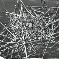 Original caption: Tern, Hackberry Lake, Cherry Co., Nebr. May 1903. Cherry County. Frank H. Shoemaker 9321301-A0195)