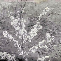 Plum Blossoms-Havelock. Apr. 26, 1918