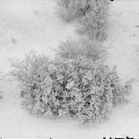 Original caption: Salt bush in Salt Basin. Lancaster County.