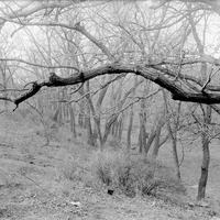 View from porch of Miss Branson™s studio, Lincoln. Lancaster County. Frank H. Shoemaker (321301-A805)
