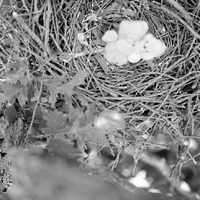 Original caption: Young Cooper Hawks in nest, Roca, Nebraska. June 8, 1913