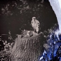 Original caption: Two young Cooper Hawks, Roca, Nebr. July 4, 1913