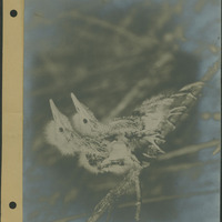 Frank Shoemaker - Omaha, Lincoln, and Nebraska Narratives