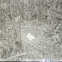 Marsh Hawk-nest and five eggs, Havelock. 1918
