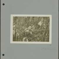 Frank Shoemaker - Omaha, Lincoln, and Nebraska Narratives