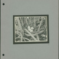 Frank Shoemaker - Omaha, Lincoln, and Nebraska Narratives