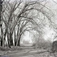Cottonwoods, NE of Havelock, Nebr. Nov. 8, 1914