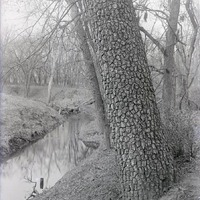 Original caption: Walnut tree near Roca. Apr. 7, 1918