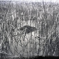 Original caption: Pied-billed Grebe. Hackberry Lake, Cherry Co., Nebraska May 1903. Cherry County.