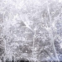 Nest of Green Heron 2 1/2 miles Northeast of Havelock. Lancaster County.