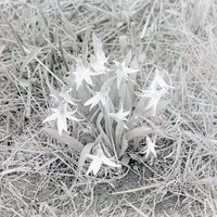 Erythronium, NE of Havelock, Lincoln. Apr. 1916
