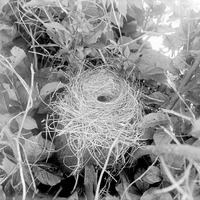 Original caption: Robin's nest (on stump) adapted by white-footed mouse-Salt Basin, Lincoln. Lancaster County.