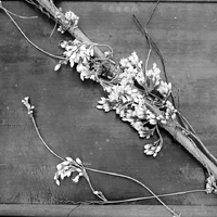 Original caption: Dodder or Ragweed. Salt Basin. Aug. 25, 1916