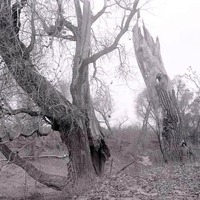 Populus Sargentii, Salt Creek, N of Havelock. Nov. 8, 1914