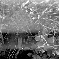 Original caption: Nest of robin, placed on stump, used by white-footed mouse, Salt Basin. Lancaster County.