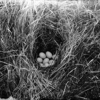 Original caption: Nest of Blue-winged Teal, Dewey Lake, Cherry Co., Nebr. May 1903. Cherry County.