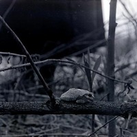 Treetoad-northeast of Havelock. May 9, 1920