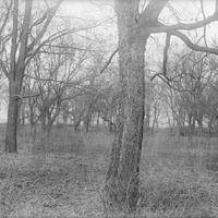 Hackberry, Branson Grove. Mar. 12, 1916. Frank H. Shoemaker (321301-A0584)