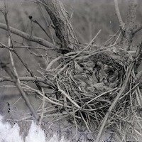 Four young Crow in nestâ€“3 miles N.E. of Havelock. Apr. 26, 1918