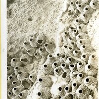 Frank H. Shoemaker, typescript, 3 pages, on snake hunting in Cliff Swallow nests, with an accompanying note and photo.